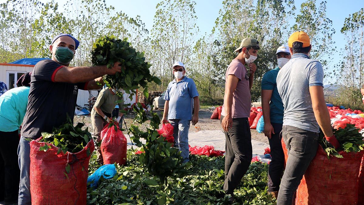 Defne yaprağını işleyerek dünya pazarına ihraç ediyor