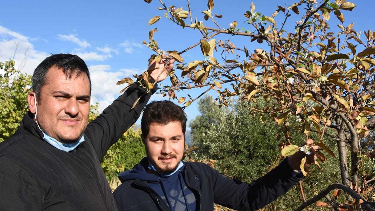 Meyve ağaçları çiçek açtı