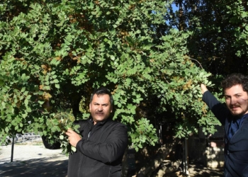 Meyve ağaçları çiçek açtı