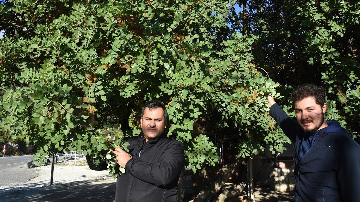 Meyve ağaçları çiçek açtı