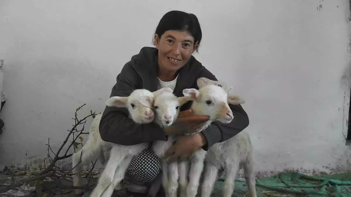 Kütahya’da tuttuğu balıkları satarak geçimini sağlayan 2 çocuk annesi serpil büyükköse’nin (34) hayatı, genç çiftçi projesi kapsamında hibe edilen 34 koyunla değişti.