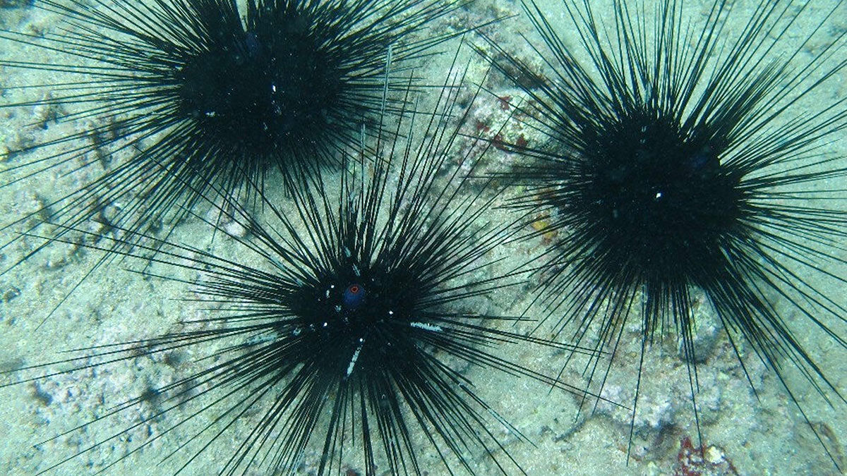 Zehirli deniz kestanesi Ege kıyılarına kadar geldi