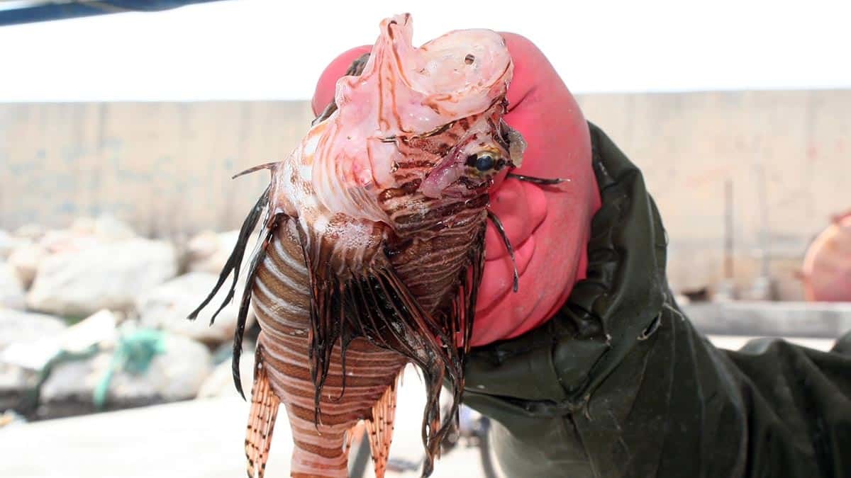 Ayas'tan aslan balığı uyarısı