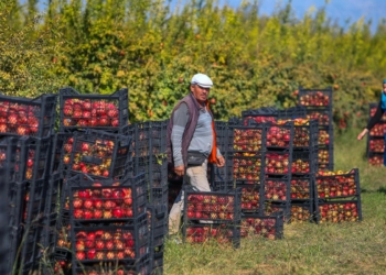 2.25 ile 2.75 TL arasında satışı yapılan nar, renk ve boylarına göre ihraç ediliyor. Nar üreticisi, fiyattan, ürün rekoltesinden ve kaliteden memnun.