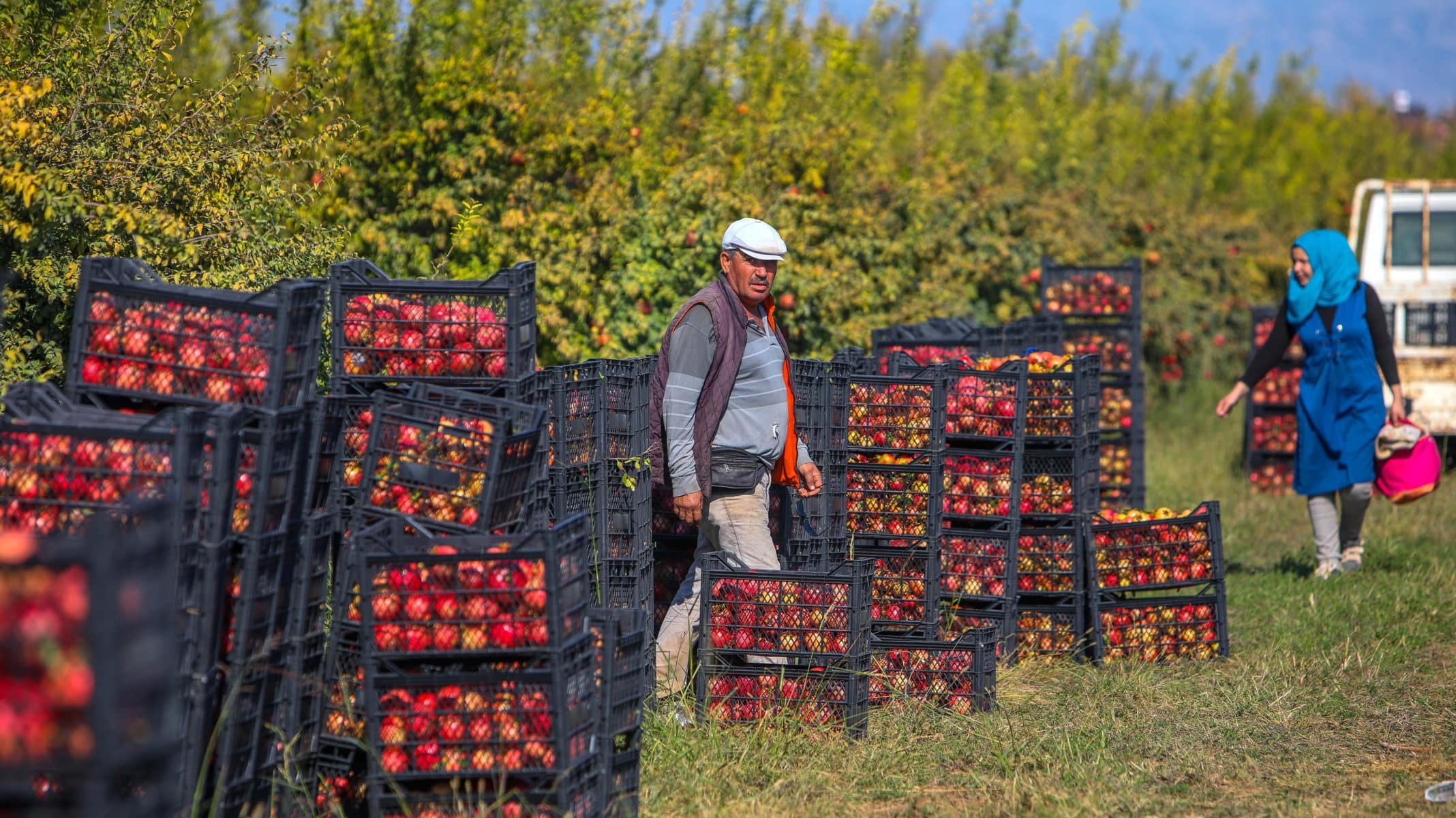 2.25 ile 2.75 TL arasında satışı yapılan nar, renk ve boylarına göre ihraç ediliyor. Nar üreticisi, fiyattan, ürün rekoltesinden ve kaliteden memnun.