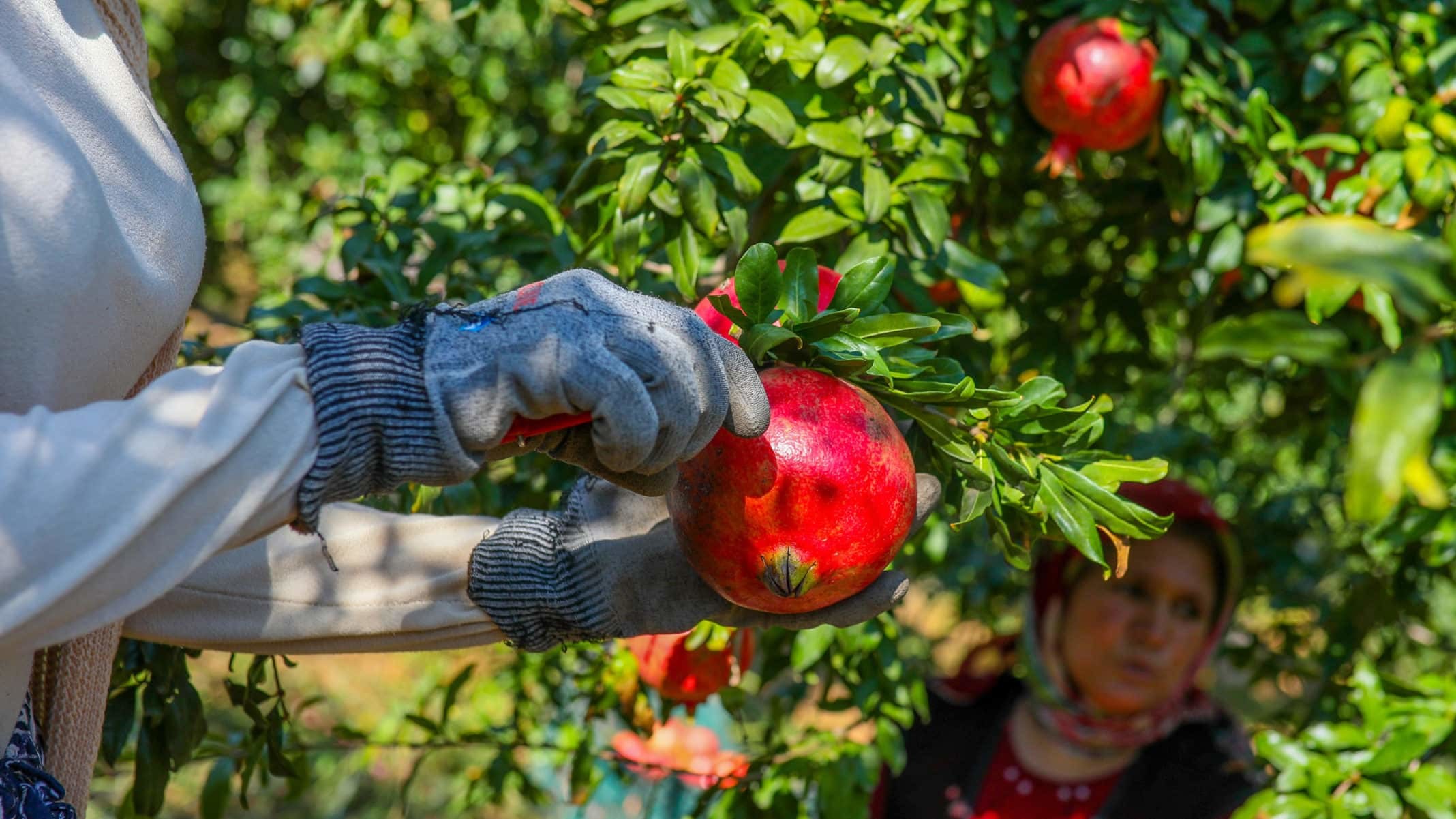2.25 ile 2.75 TL arasında satışı yapılan nar, renk ve boylarına göre ihraç ediliyor. Nar üreticisi, fiyattan, ürün rekoltesinden ve kaliteden memnun.