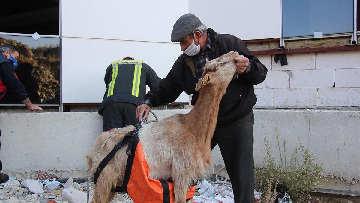 Manisa'da, Kula Devlet Hastanesi inşaatının 8 metrelik drenaj kanalına düşen 2 keçi itfaiye ekiplerince yarım saatlik çalışma sonucu kurtarıldı.