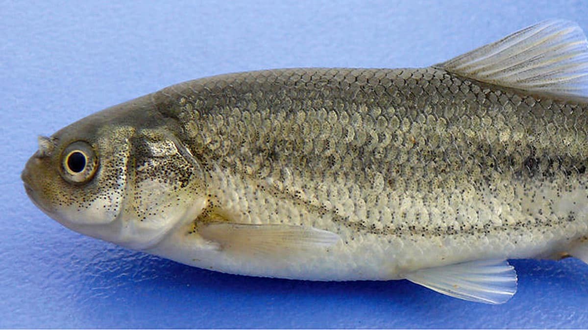 Burdur Gölü'nde sadece bir balık türü yaşıyor