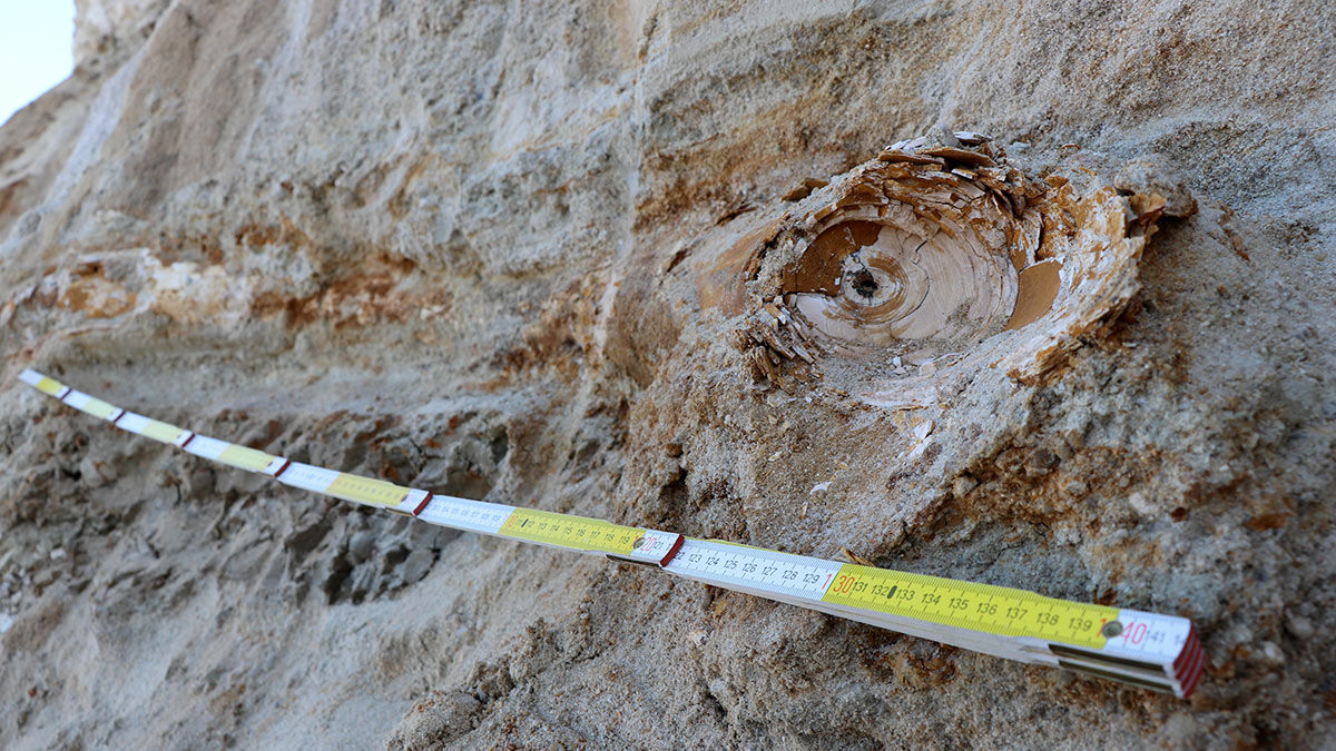 Mamutlara ait kemik fosilleri bulundu