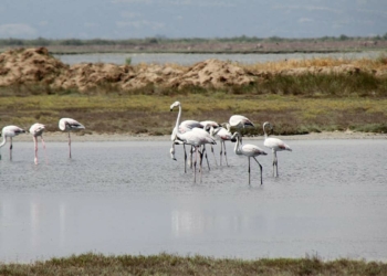 Edirne'nin Enez ilçesinde milli park ilan edilen Gala ve Dalyan göllerine kuzey ülkelerden akın eden binlerce flamingo renkli görüntülere sahne oluyor.