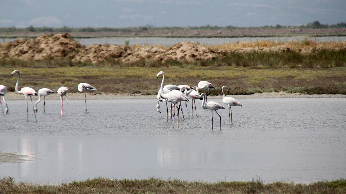Edirne'nin Enez ilçesinde milli park ilan edilen Gala ve Dalyan göllerine kuzey ülkelerden akın eden binlerce flamingo renkli görüntülere sahne oluyor.