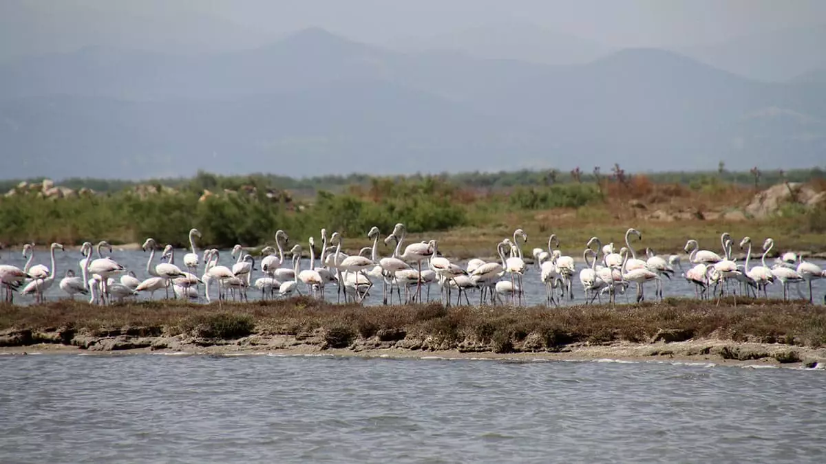 Binlerce flamingo renkli görüntülere sahne oluyor