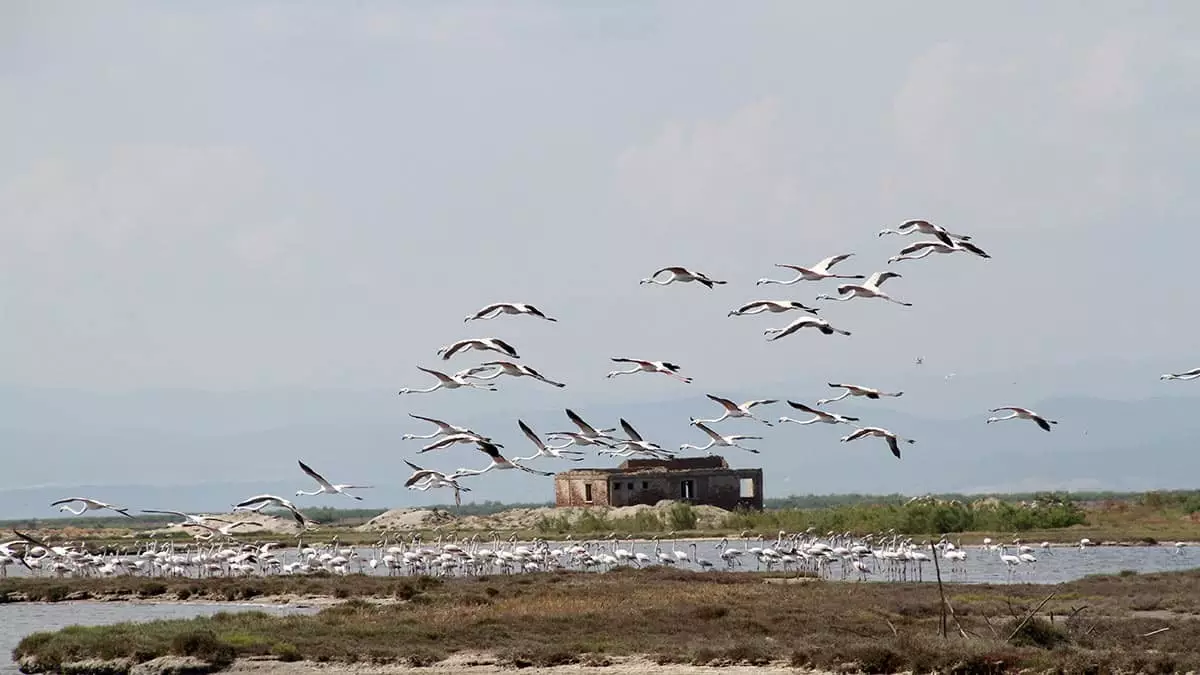 Edirne'nin enez ilçesinde milli park ilan edilen gala ve dalyan göllerine kuzey ülkelerden akın eden binlerce flamingo renkli görüntülere sahne oluyor.