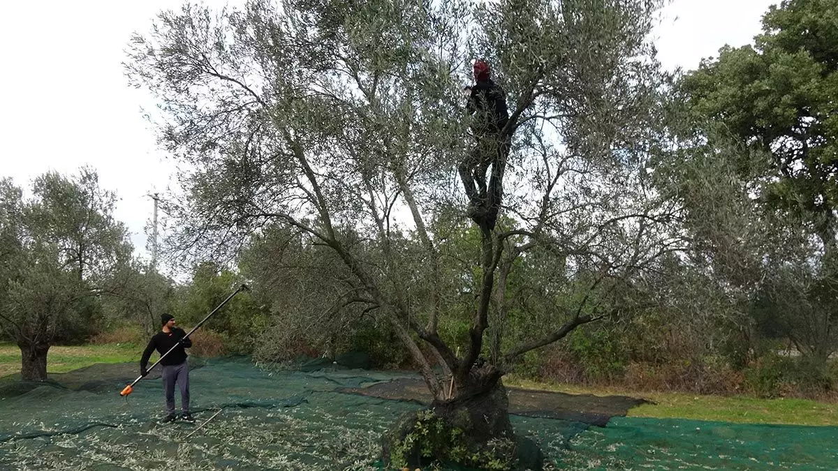 Zeytin hasadı devam ediyor