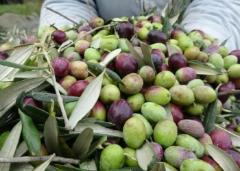 Zeytin hasadı devam ediyor