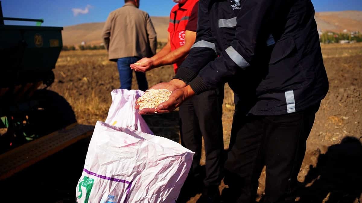12 dönümlük alana Siyez buğdayı ekti