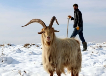 Kar hayvan yetiştiricilerini etkiledi