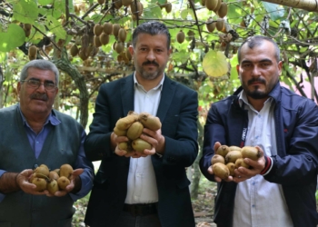 Her yıl bir önceki yıla göre daha fazla alanda üretimi yapılan kivi çiftçiler için önemli bir gelir kapısı haline geldi.