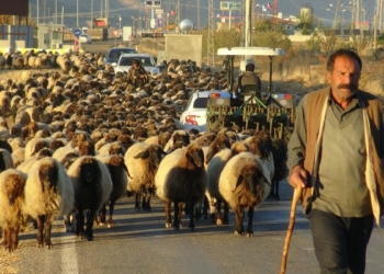 Göçerlerin zorlu yolculuğu sürüyor