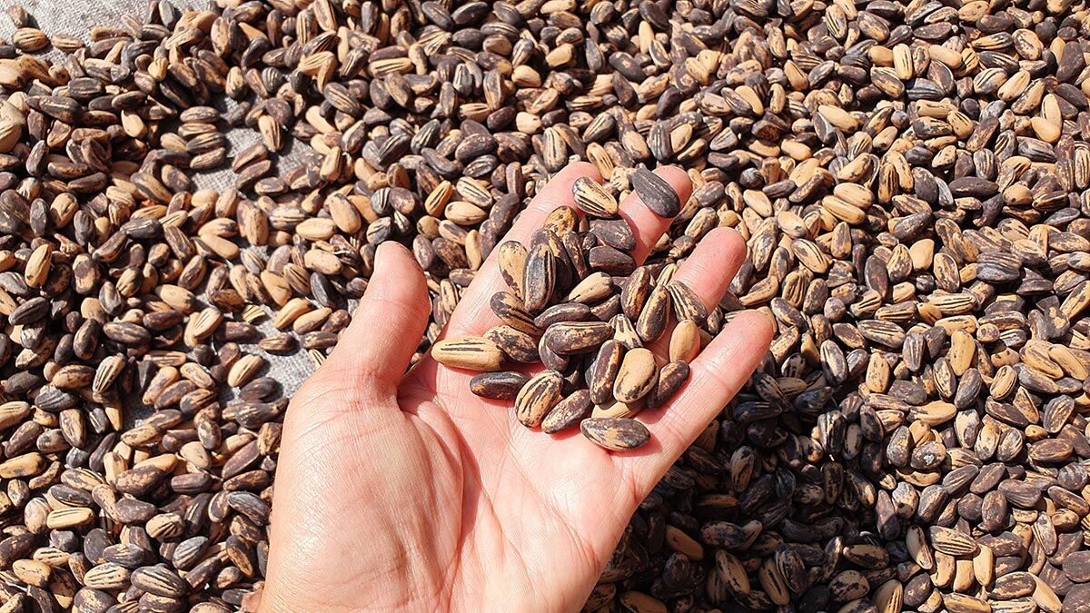 İlk hasadında 40 bin TL kazandı