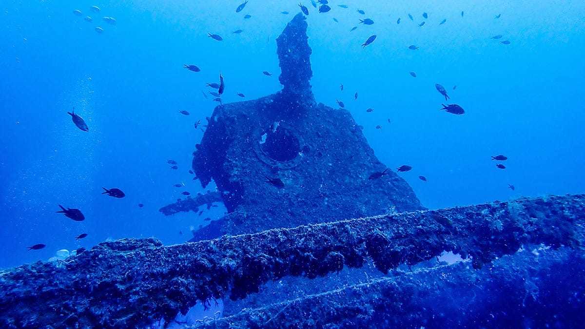 Çeşitli türden balıklar, ağların kaldırılmasının ardından batığı yeniden yuva edindi.