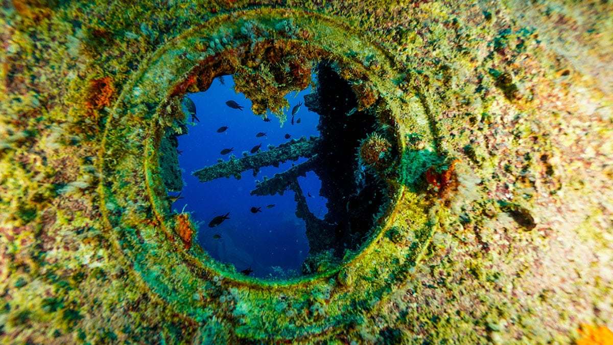 Çeşitli türden balıklar, ağların kaldırılmasının ardından batığı yeniden yuva edindi.