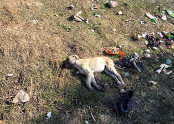7 sokak köpeğinin zehirlenmesine inceleme