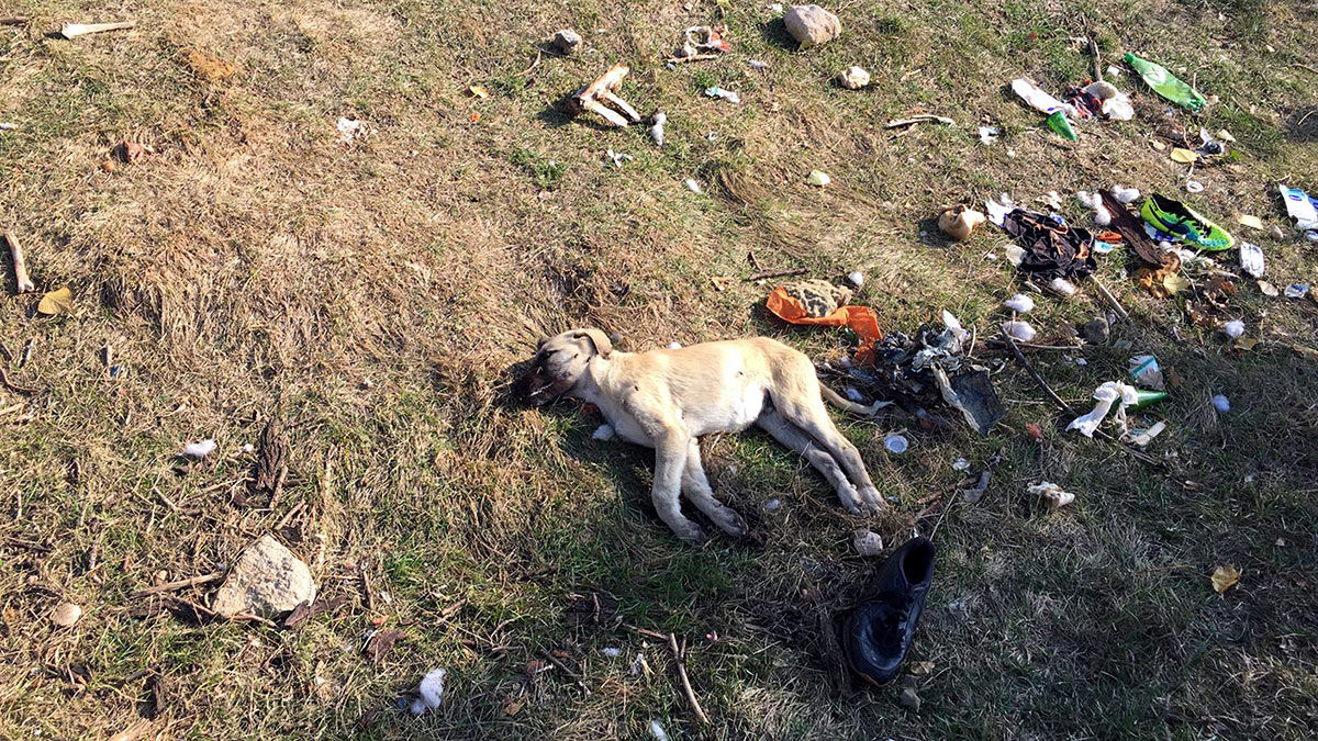 7 sokak köpeğinin zehirlenmesine inceleme