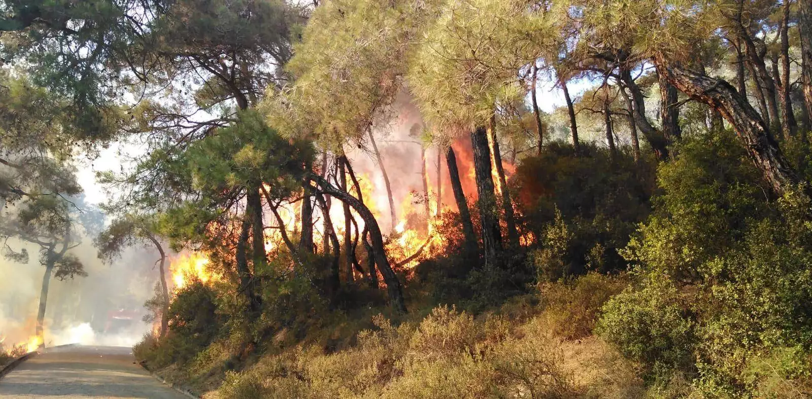 İstanbul'un ormanlarında 143 yangın çıktı