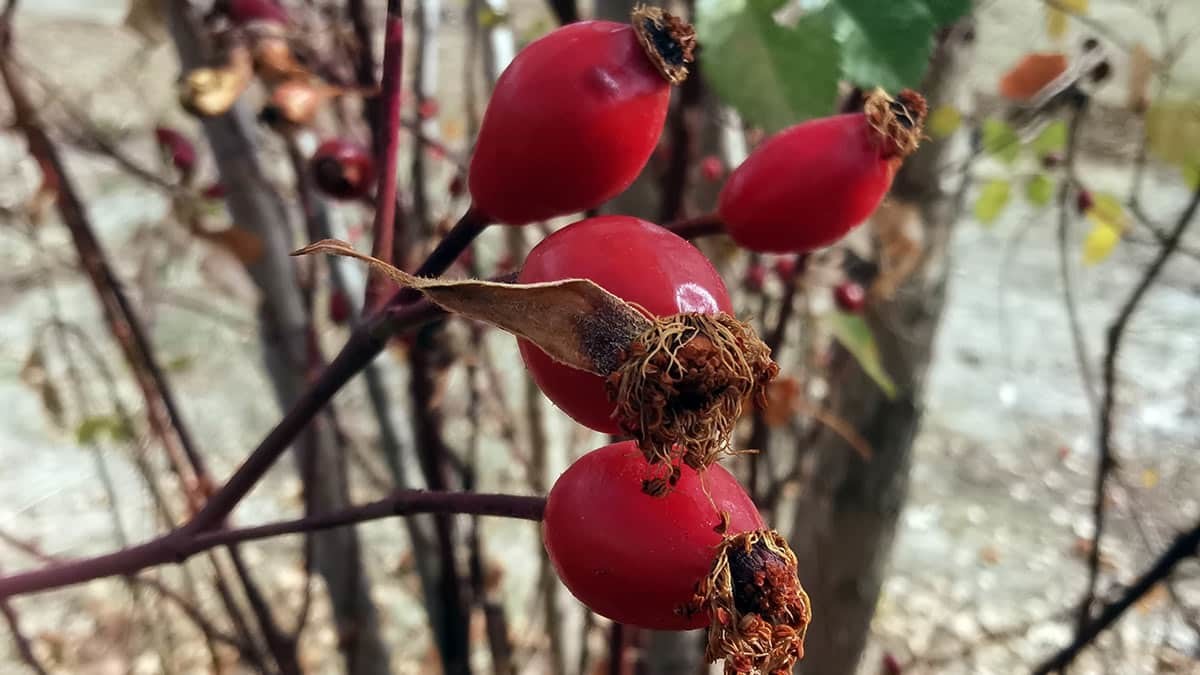Kadınlar meyveleri reçel ve marmelat yaparak Türkiye'nin birçok kentine gönderiyor Almanya ve İngiltere gibi ülkelere de ihraç ediyor.