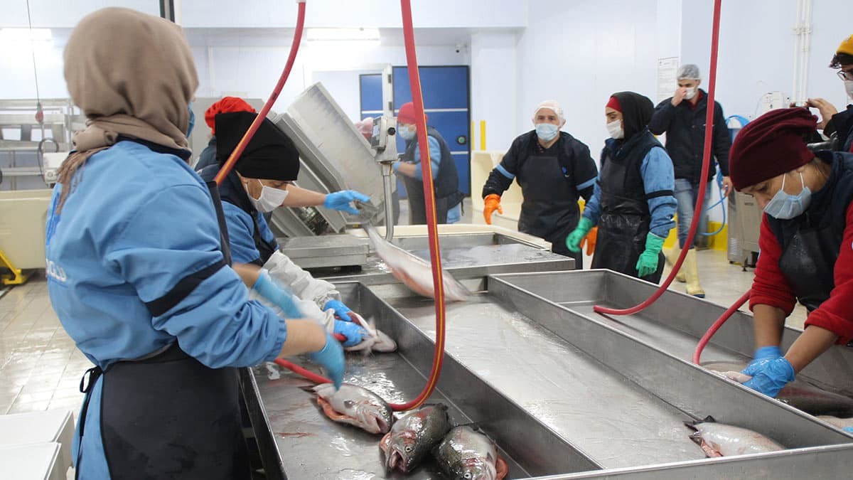 Kuzuoğlu, bağışıklığı güçlendiren ve koronavirüs salgını sonrası satışı artan somon için Kanada ve İskoçya'da tesis kurmak için girişimlere başladı.