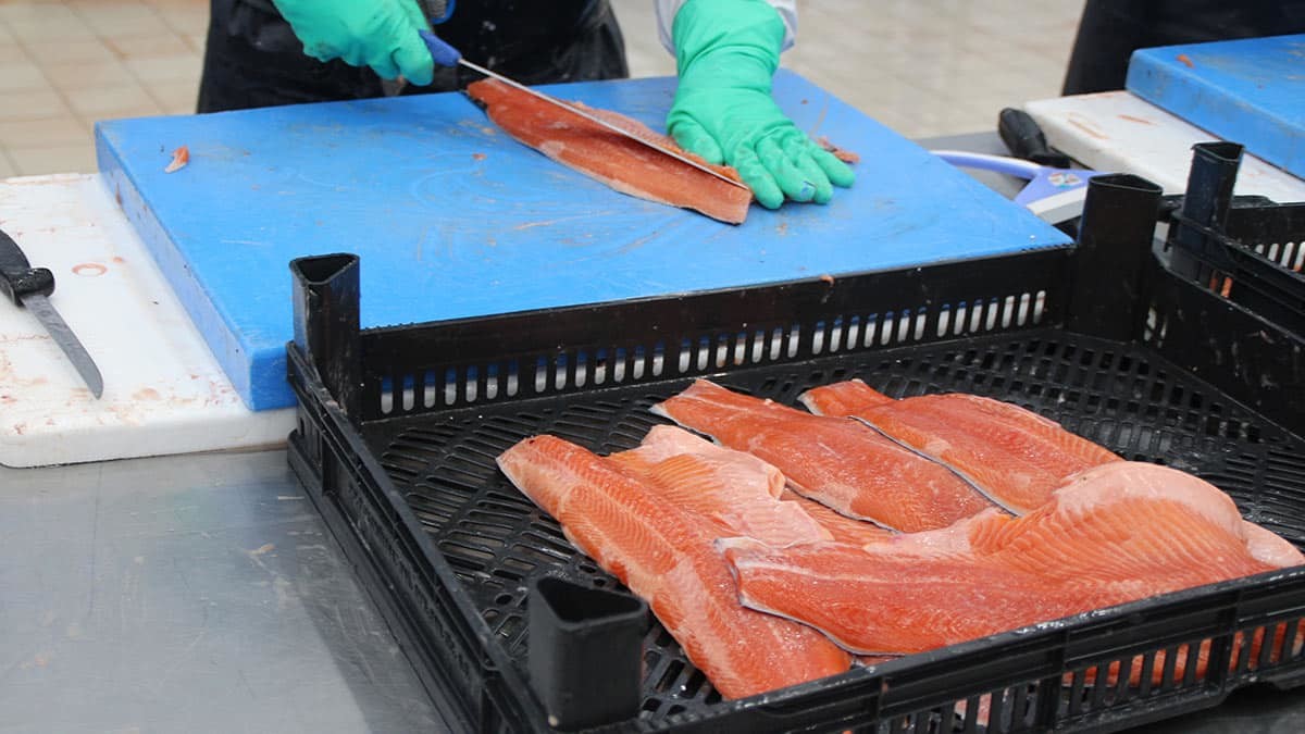 Karadeniz somonu dünyaya ihraç ediliyor