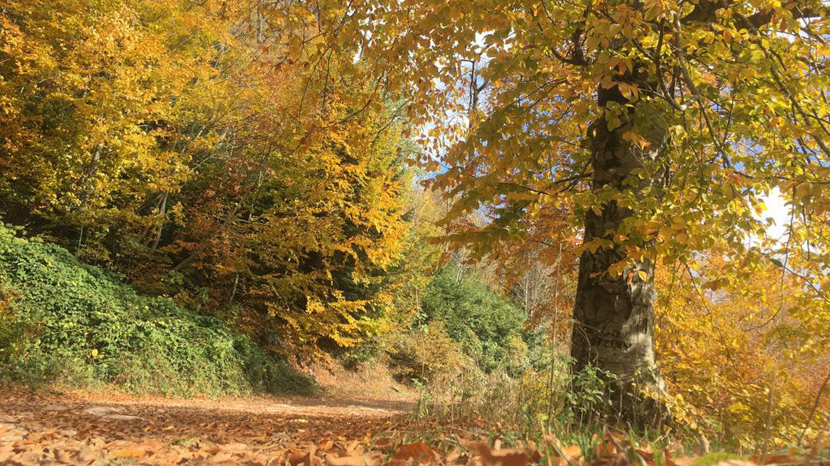 Kartepe'de görsel şölen yaşanıyor