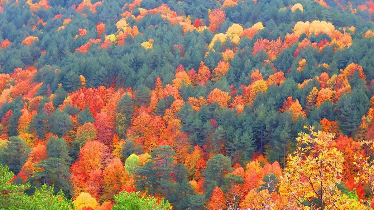 Çanakkale ve balıkesir illeri arasında zengin flora ve faunası, endemik bitki türleri, ormanları, pınarları ve mitolojik geçmişiyle büyük öneme sahip kaz dağları, sonbaharla birlikte rengarenk bir tabloya dönüştü.