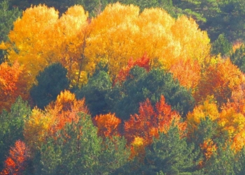 Çanakkale ve Balıkesir illeri arasında zengin flora ve faunası, endemik bitki türleri, ormanları, pınarları ve mitolojik geçmişiyle büyük öneme sahip Kaz Dağları, sonbaharla birlikte rengarenk bir tabloya dönüştü.