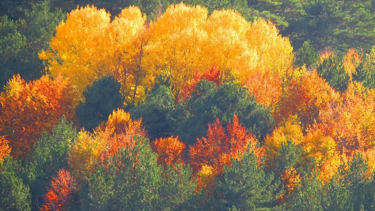 Çanakkale ve Balıkesir illeri arasında zengin flora ve faunası, endemik bitki türleri, ormanları, pınarları ve mitolojik geçmişiyle büyük öneme sahip Kaz Dağları, sonbaharla birlikte rengarenk bir tabloya dönüştü.