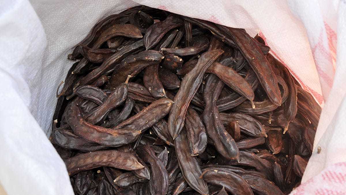 Çerezlik olarak tüketilebilen, besin değeri yüksek keçiboynuzunun kilosu kalitesine göre 8-10 lira arasında alıcı buluyor.