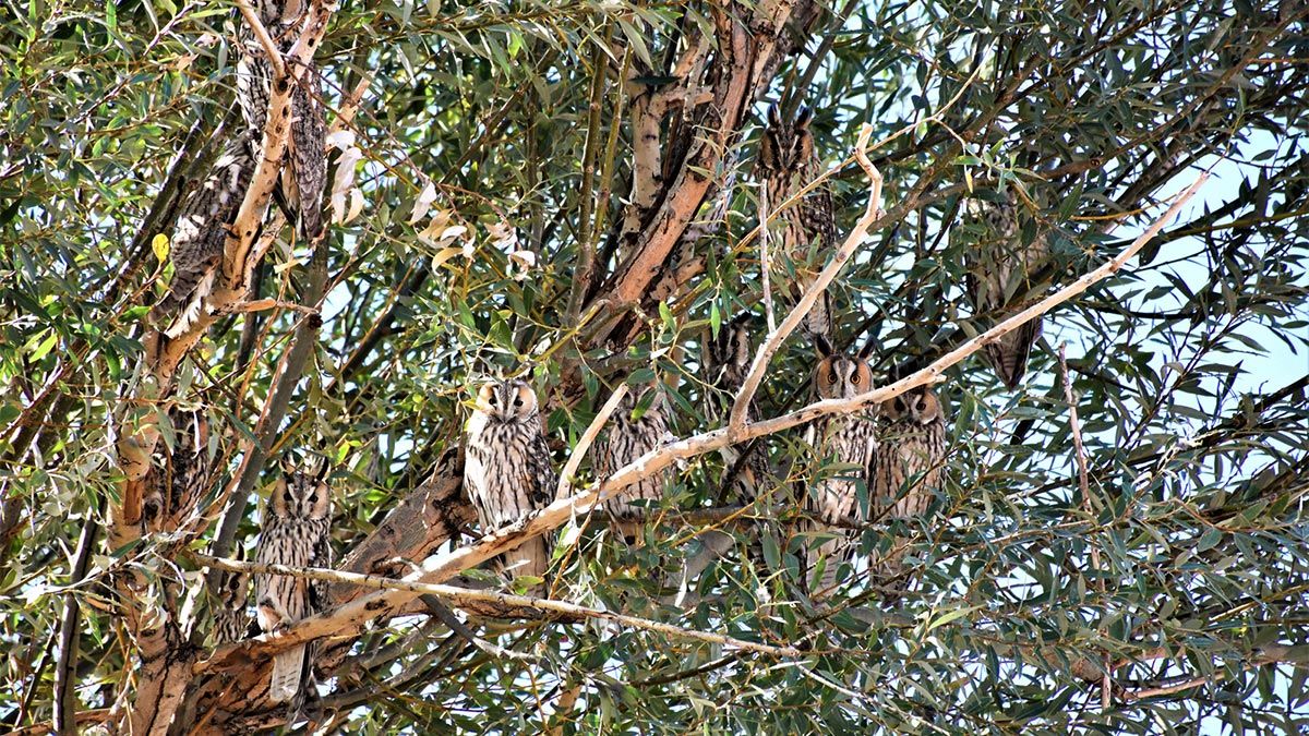 Kulaklı orman baykuşları ekolojik denge sağlıyor