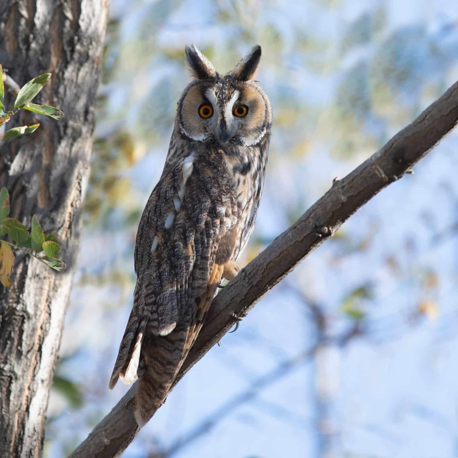 Kulaklı orman baykuşları ekolojik denge sağlıyor