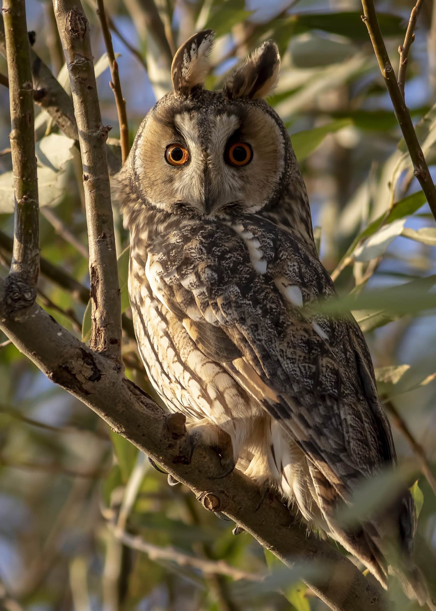 Kulaklı orman baykuşları, tarlalardaki fareleri yedikleri için köyün ekolojik dengesine katkı sağlıyor.