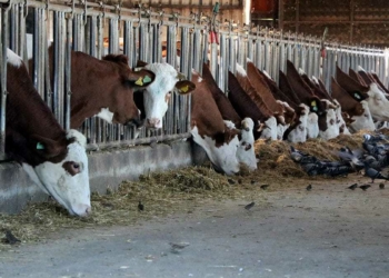 Zonguldak'ta, 23 yıl biyoloji öğretmeni olarak görev yapan Ayşegül Papila, emekli olduktan sonra çiftlik kurarak kendi markasını oluşturdu.
