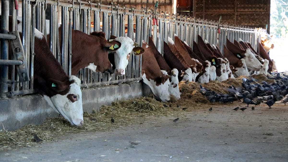 Zonguldak'ta, 23 yıl biyoloji öğretmeni olarak görev yapan Ayşegül Papila, emekli olduktan sonra çiftlik kurarak kendi markasını oluşturdu.