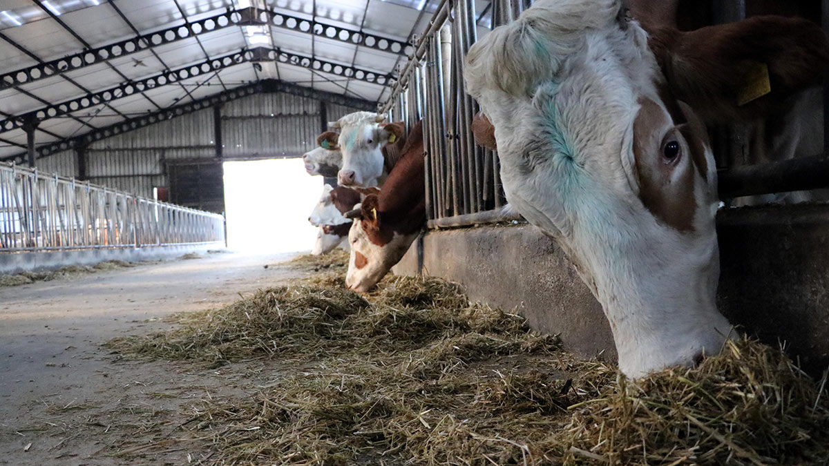 Zonguldak'ta, 23 yıl biyoloji öğretmeni olarak görev yapan Ayşegül Papila, emekli olduktan sonra çiftlik kurarak kendi markasını oluşturdu.