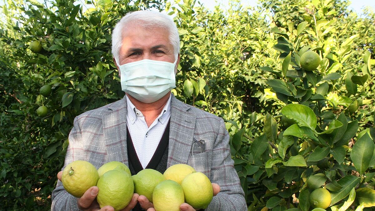 Yatak limonu hasadına başlandı
