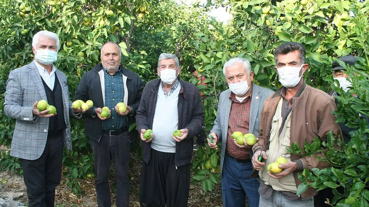 Türkiye'nin limon deposu olan mersin'in erdemli ilçesinde, uygun koşullarda uzun süre muhafaza edilebilen yatak limonu hasadına başlandı.