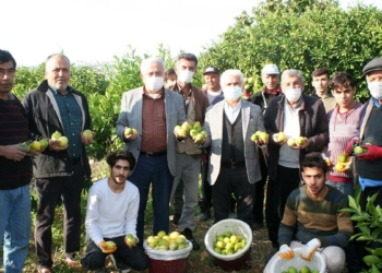 Yatak limonun hasadına başlandı