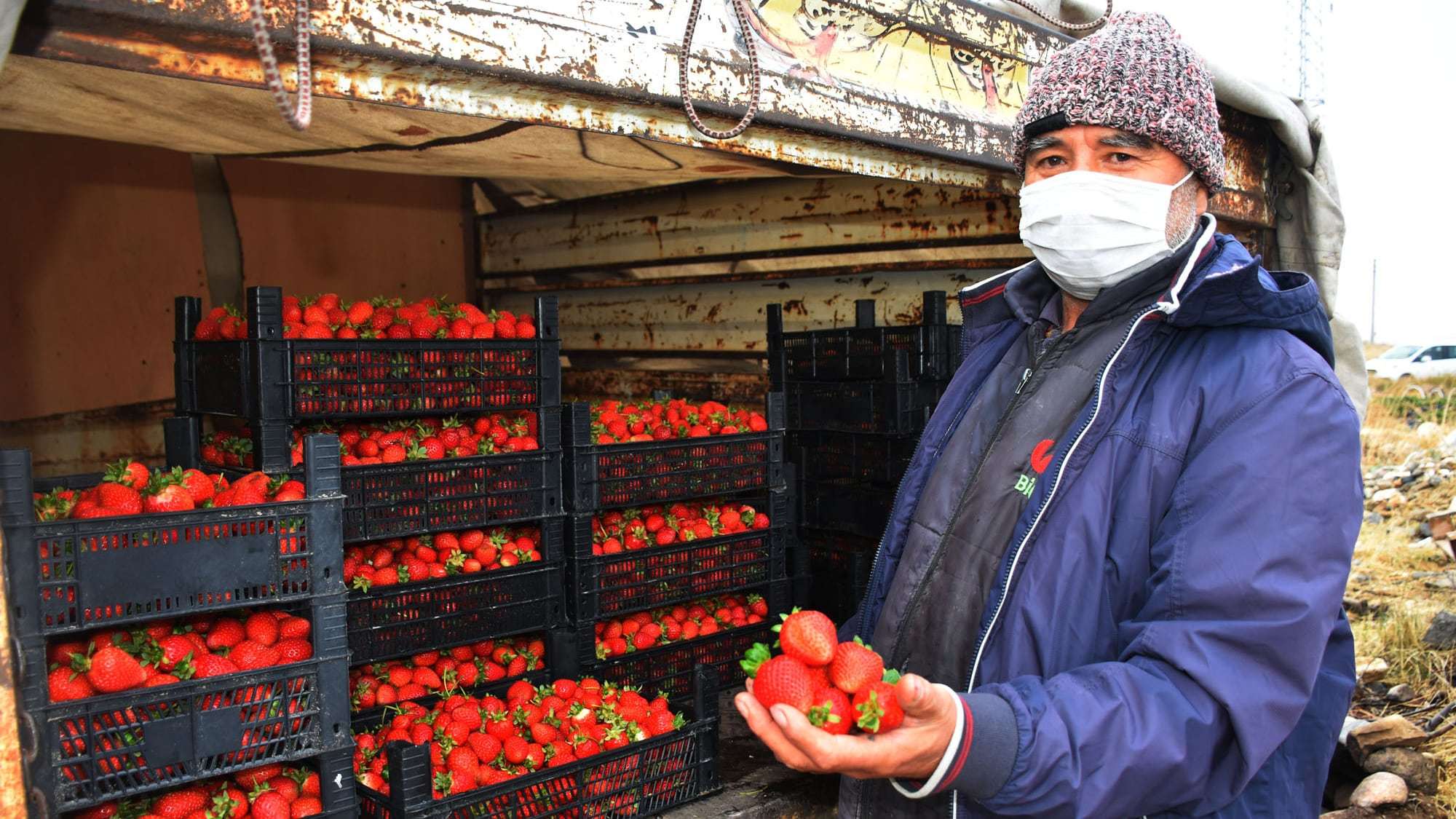 Niğde’de kış mevsiminin etkisini gösterdiği ilk günlerde son turfanda çilek hasadı yapıldı.