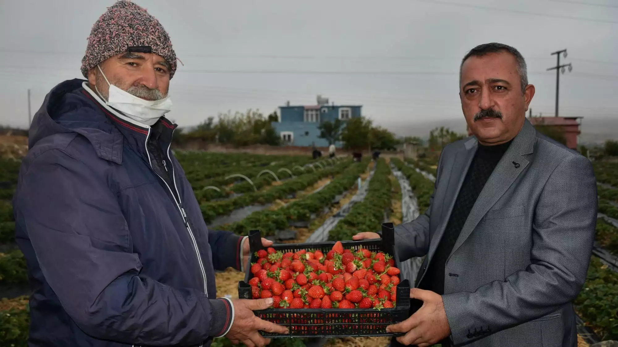 Çilek, niğde’nin gözdesi oldu. Kentimizde 750 dekar alanda yaklaşık 2 bin 500 ton çilek üretiliyor