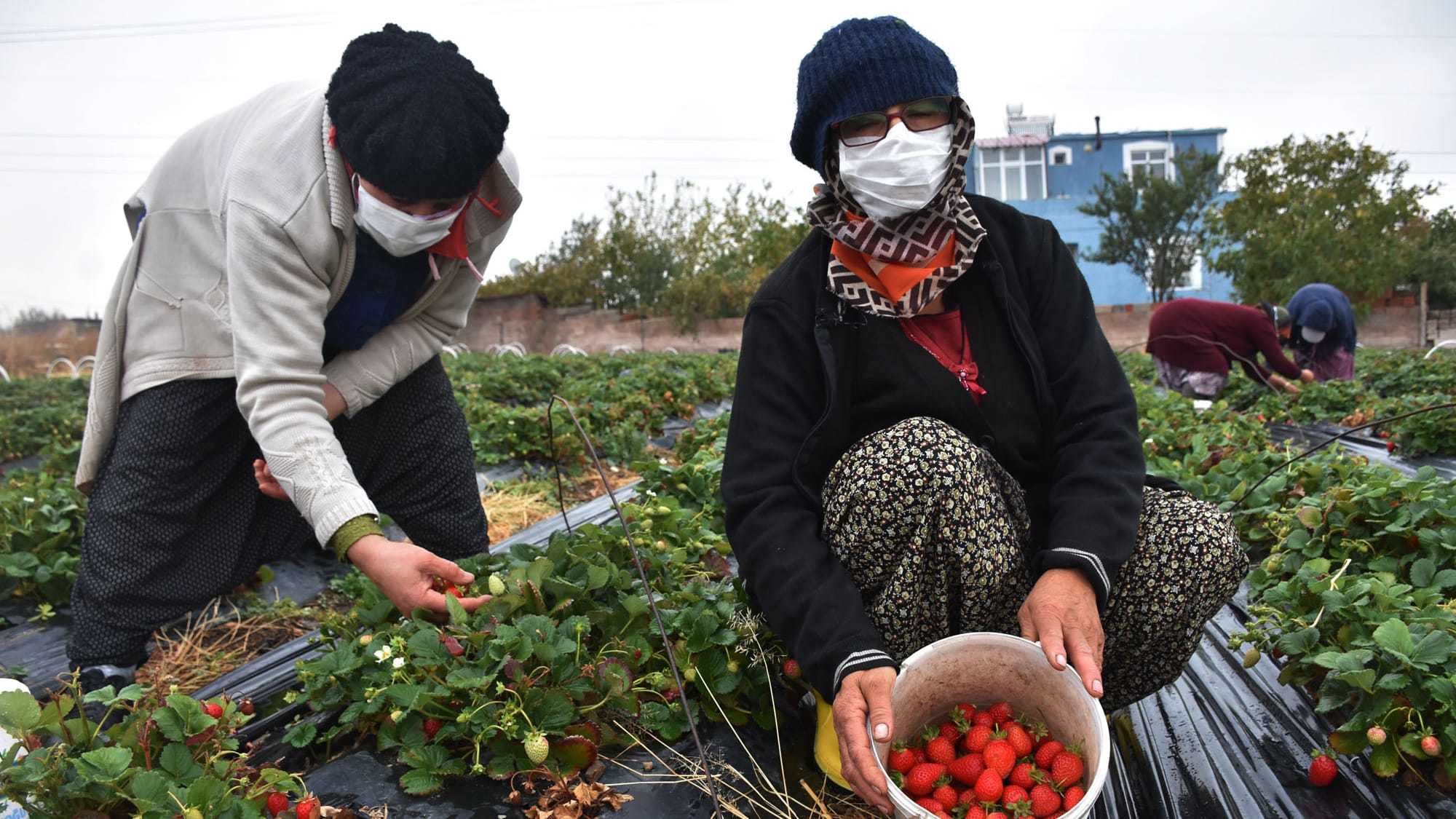Niğde’de kış mevsiminin etkisini gösterdiği ilk günlerde son turfanda çilek hasadı yapıldı.