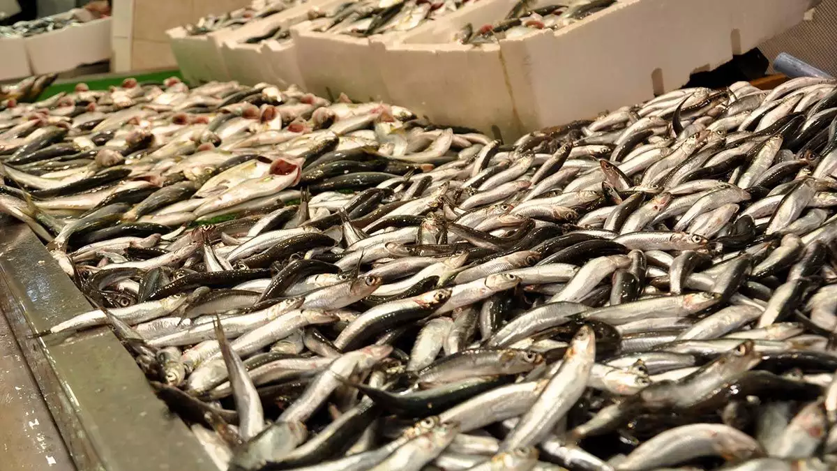 Karadeniz'de son günlerde palamut avında gözle görülür bir azalma yaşanırken, zonguldak'ta balıkçılar hamsi avına yöneldi.